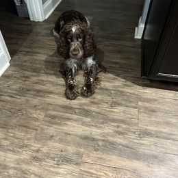 English Springer Spaniel Puppies from English Springer Spaniels at Lands Lodge