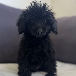 Arthur - Black male Poodle puppy in El Sobrante, California from Mckendra's Legacy