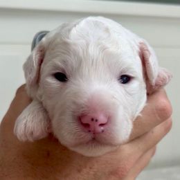 Gray - Black and white female Sheepadoodle puppy in Archer, Florida from Gainesville Sheepadoodles