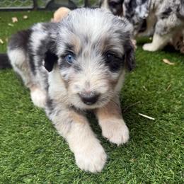 Carol (Captain Marvel) - female Australian Mountain Doodle puppy in Williamston, South Carolina from Sassy Bob’s Dogs