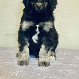Poodle Puppies from Mozaic Standard Poodles