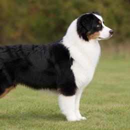 Magic - Australian Shepherd