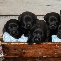 Golden Retrievers and Labrador Retrievers from Dublin Rise