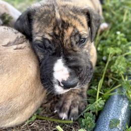 Zazu - Brindle male Great Dane puppy in Scottsburg, Virginia from Virginia Great Danes