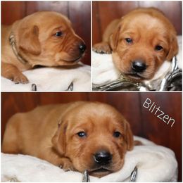 Blitzen-Gray boy - Yellow male Labrador Retriever puppy in Twin Falls, Idaho from Whispering White Pines Labradors