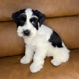 Miniature Schnauzer Puppies from Bearded Besties of Alabama