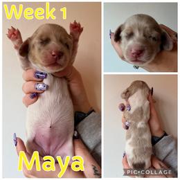 Maya - Chocolate and cream female Dachshund puppy in Michigan from M.H.P Dachshunds