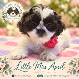 April - Black and white female Shihpoo puppy in Mesa, Arizona from House of Zen Shihtzus