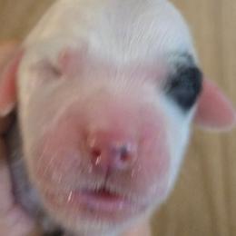 Boy 5 - Blue belton male English Setter puppy in Morrice, Michigan from Wild Bird Setters