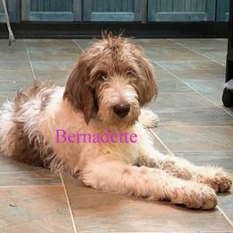 Assorted Doodle Crosses Puppies from Oodles of Kisses' Great DaNoodles