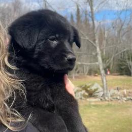 Roux - Black female German Shepherd puppy in Winterport, Maine from Vom Stevens Old Fashioned German Shepherds