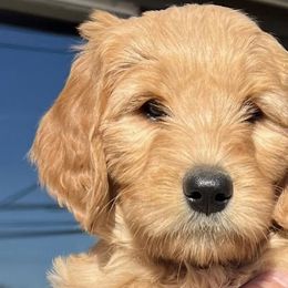 Goldendoodles from Fire House Pups