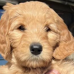 Goldendoodles from Fire House Pups