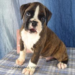 Cadogans Valor - Brindle male Boxer puppy in Clinton, Iowa from Cadogans Boxers