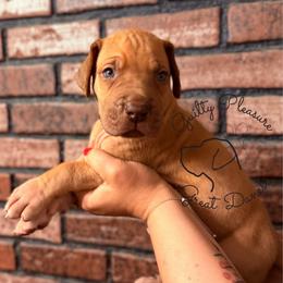 Thistle - Fawn male Great Dane puppy in Norton, Ohio from Guilty Pleasure Great Danes & Frenchies