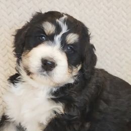 Jingle - Tri-color female Bernedoodle puppy in Shelton, Washington from NW Bernedoodles of Washington