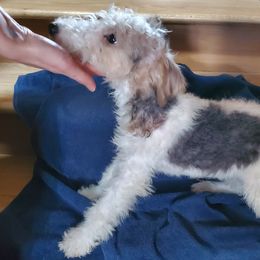 Boy 1 - Wire Fox Terrier puppy from Colorado Wire Fox Terriers