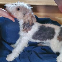 Boy 1 - Wire Fox Terrier puppy from Colorado Wire Fox Terriers