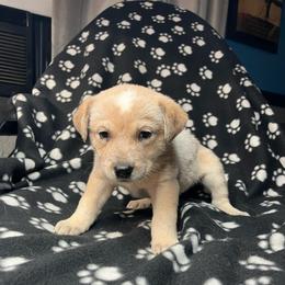 Echo (RM5) green - Red speckled male Australian Cattle Dog puppy in Saint Albans, Maine from Australian Cattle Cuties and littles