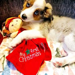 Toy Australian Shepherd All Grown Up from Alexandra Meadors