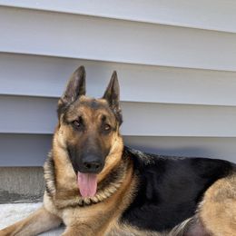 Grace - German Shepherd