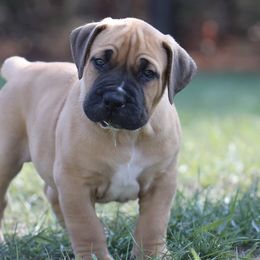 Boerboels from Blazen Boerboels