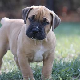 Boerboels from Blazen Boerboels