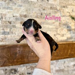 Aisling - Tri-color female Bernedoodle puppy in Midland, Michigan from Northern Charm Farm
