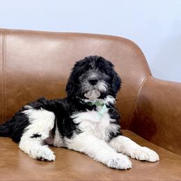 Frosty - Parti male Labradoodle puppy in Plainfield, New Jersey from Caris Paws Poodles and Labradoodles