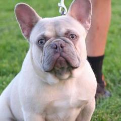 French Bulldogs from FrenchKissFrenchiez
