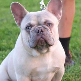 French Bulldogs from FrenchKissFrenchiez