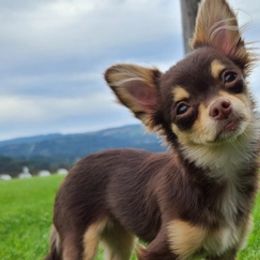 Chihuahuas from Viktoriya Mechenko