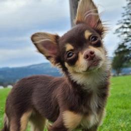 Chihuahuas from Viktoriya Mechenko