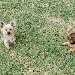 Yorkshire Terrier All Grown Up from Deb's Yorkies