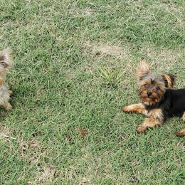 Yorkshire Terrier All Grown Up from Deb's Yorkies