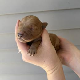 Male 1 - Golden male Golden Retriever puppy in Utah from Deseret Peak Goldens