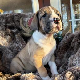 Fawn mantle girl - Fawn female Great Dane puppy in Greenville, South Carolina from Allen’s Ridge Ranch