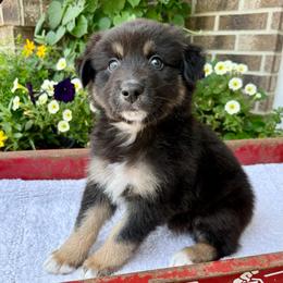 Kona - Black tri-color male Australian Shepherd puppy in Blomkest, Minnesota from Meljestic Farms