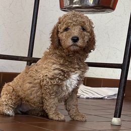 Lilo - Apricot female Goldendoodle puppy in Johnston, Rhode Island from Puppy Love Heaven
