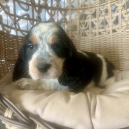 April - Tri-Roan female English Springer Spaniel puppy in Palmdale, California from Legacy