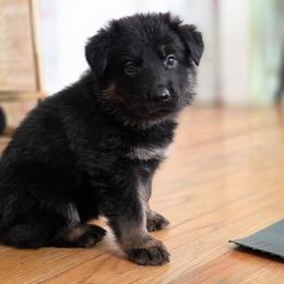 Brown Collar (Judo) - Black and red male German Shepherd puppy in Hermitage, Pennsylvania from Shepherds of the Hundred Acres