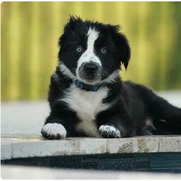 Australian Shepherd and Miniature Australian Shepherd Puppies from Integrity Aussies Tx