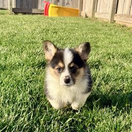 Penguin - Black and tan male Pembroke Welsh Corgi puppy in Ashland, Ohio from SS Australian Shepherds