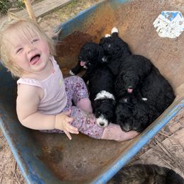 Bernedoodle Puppies from Mountain Springs Farm