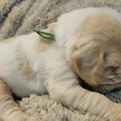 Boy 3 - Spinone Italiano puppy in Alachua, Florida from Asperida Dachshunds and Spinoni