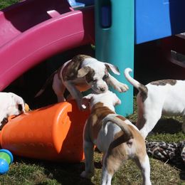 American Bulldog Puppies from Ferocia Kennels