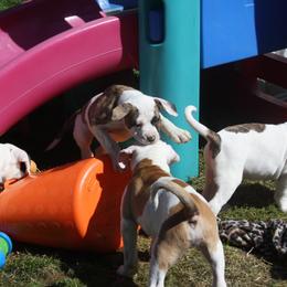 American Bulldog Puppies from Ferocia Kennels