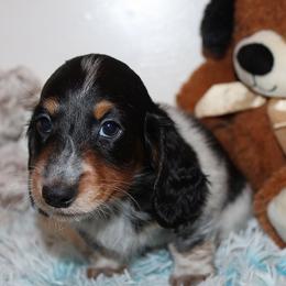Boy 1 - Black and tan male Dachshund puppy in Craig, Colorado from Rocky Mountain Shih Tzus and Dry Creek Miniature Dachshunds