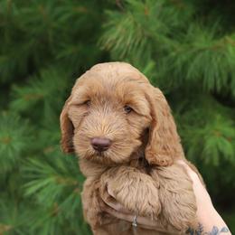 Midori - Caramel female Australian Labradoodle puppy in Williamstown, New York from Lewis Manor Labradoodles
