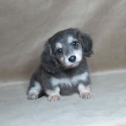 Sweet Pea - Blue and cream female Dachshund puppy in Pana, Illinois from Doxie Waggin Tails
